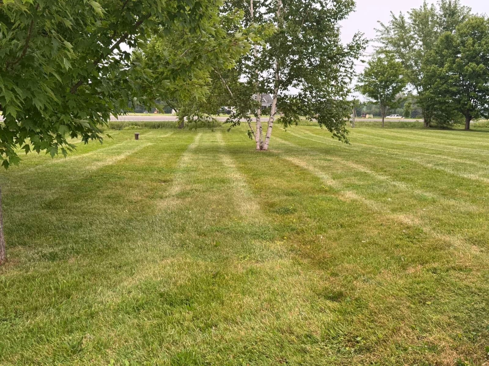 Tree-Lined Lawn Care by Greenscapes Property Management